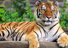 edinburgh zoo tiger